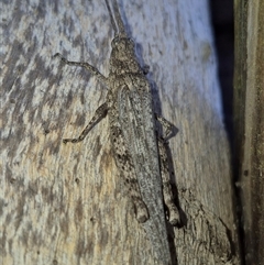 Coryphistes ruricola at Bungendore, NSW - suppressed