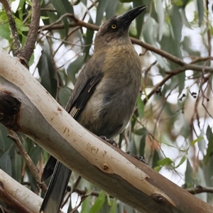 Strepera versicolor (Grey Currawong) at Mongarlowe, NSW by LisaH