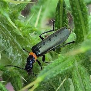 Chauliognathus lugubris at Bungendore, NSW - suppressed