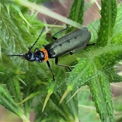 Chauliognathus lugubris at Bungendore, NSW - 30 Nov 2024