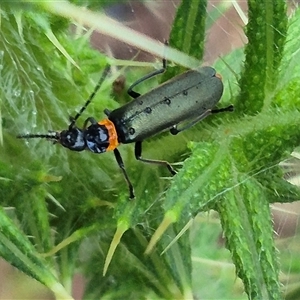 Chauliognathus lugubris at Bungendore, NSW - suppressed