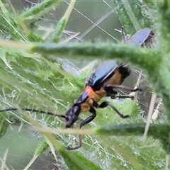 Chauliognathus lugubris at Bungendore, NSW - 30 Nov 2024