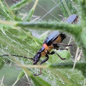 Chauliognathus lugubris at Bungendore, NSW - suppressed