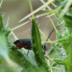 Chauliognathus lugubris at Bungendore, NSW - 30 Nov 2024