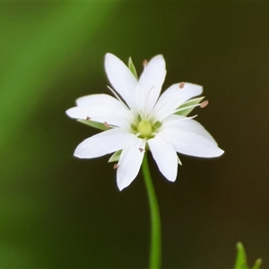 Stellaria angustifolia at suppressed - suppressed