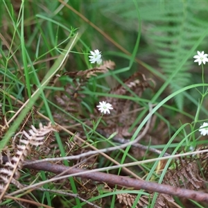 Stellaria angustifolia at suppressed - suppressed