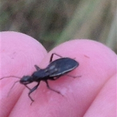 Reduviidae (family) (An assassin bug) at Bungendore, NSW - 30 Nov 2024 by clarehoneydove