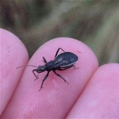 Reduviidae (family) at Bungendore, NSW - suppressed