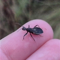 Reduviidae (family) at Bungendore, NSW - suppressed