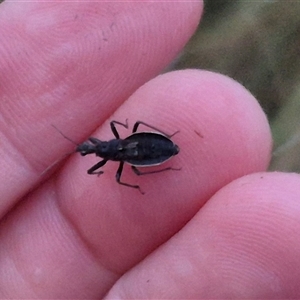 Reduviidae (family) at Bungendore, NSW - suppressed