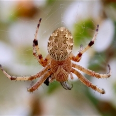 Salsa fuliginata (Sooty Orb-weaver) at Mongarlowe, NSW - 27 Nov 2024 by LisaH