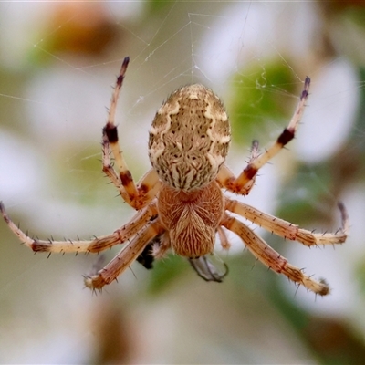 Salsa fuliginata (Sooty Orb-weaver) at Mongarlowe, NSW - 27 Nov 2024 by LisaH