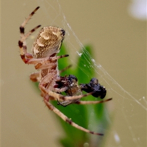 Salsa fuliginata at Mongarlowe, NSW - 28 Nov 2024