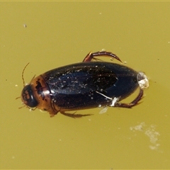 Dytiscidae (family) (Unidentified diving beetle) at Chisholm, ACT - 26 Feb 2024 by RomanSoroka