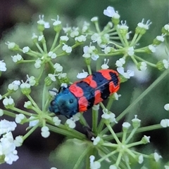 Castiarina crenata (Jewel beetle) at Bungendore, NSW - 30 Nov 2024 by clarehoneydove