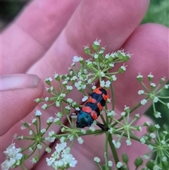 Castiarina crenata at Bungendore, NSW - 30 Nov 2024