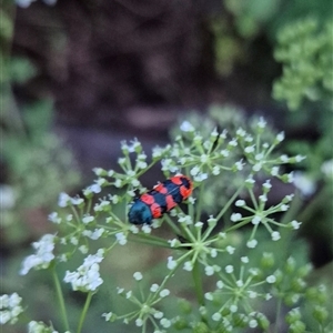 Castiarina crenata at Bungendore, NSW - 30 Nov 2024