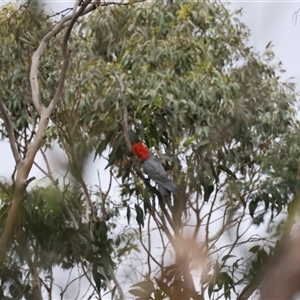 Callocephalon fimbriatum at Mongarlowe, NSW - suppressed