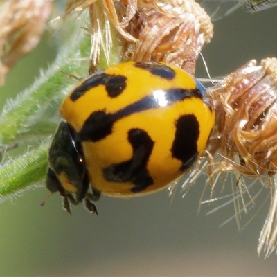 Coccinella transversalis (Transverse Ladybird) at Chisholm, ACT - 26 Feb 2024 by RomanSoroka