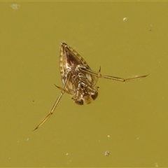 Notonectidae (family) (Backswimmer) at Chisholm, ACT - 26 Feb 2024 by RomanSoroka