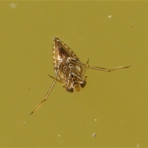 Notonectidae (family) at Chisholm, ACT by RomanSoroka