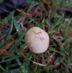 Unidentified Fungus at Bungendore, NSW - 30 Nov 2024 by clarehoneydove