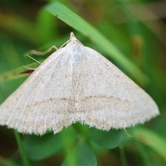 Unidentified Moth (Lepidoptera) at Mongarlowe, NSW - 27 Nov 2024 by LisaH