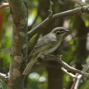 Caligavis chrysops at Jerrabomberra, NSW - suppressed