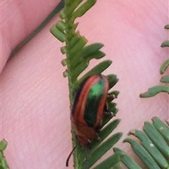 Calomela curtisi (Acacia leaf beetle) at Bungendore, NSW - 28 Nov 2024 by clarehoneydove