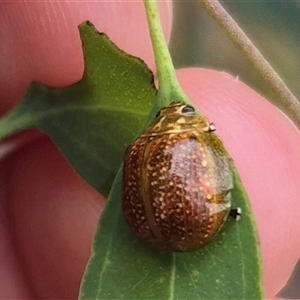 Paropsisterna cloelia at Bungendore, NSW - 29 Nov 2024 09:20 AM