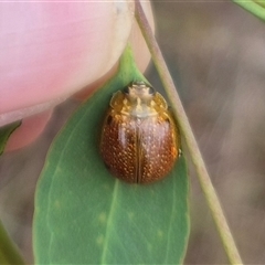 Paropsisterna cloelia at Bungendore, NSW - 29 Nov 2024 09:20 AM