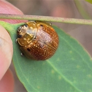 Paropsisterna cloelia at Bungendore, NSW - 29 Nov 2024 09:20 AM