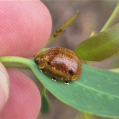 Paropsisterna cloelia at Bungendore, NSW - 29 Nov 2024 09:20 AM