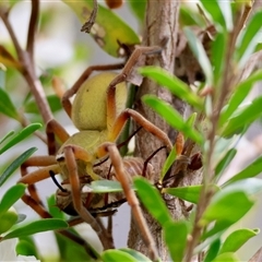 Neosparassus patellatus (Tasmanian Badge Huntsman) at Mongarlowe, NSW - 27 Nov 2024 by LisaH