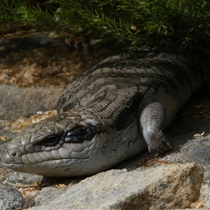 Tiliqua scincoides scincoides at Jerrabomberra, NSW - suppressed