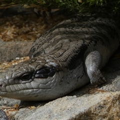 Tiliqua scincoides scincoides at Jerrabomberra, NSW - suppressed