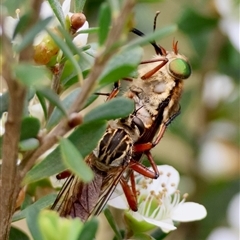 Asilinae sp. (subfamily) (Unidentified asiline Robberfly) at Mongarlowe, NSW - 27 Nov 2024 by LisaH