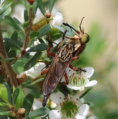 Asilinae sp. (subfamily) at suppressed - 28 Nov 2024