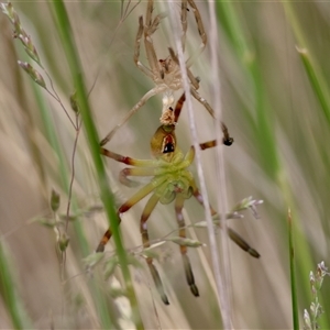 Neosparassus patellatus (Tasmanian Badge Huntsman) at Mongarlowe, NSW by LisaH