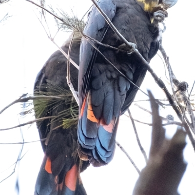 Calyptorhynchus lathami lathami (Glossy Black-Cockatoo) at Penrose, NSW - 1 Sep 2020 by Aussiegall