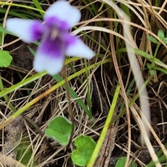 Viola hederacea (Ivy-leaved Violet) at Monga, NSW - 27 Nov 2024 by clarehoneydove