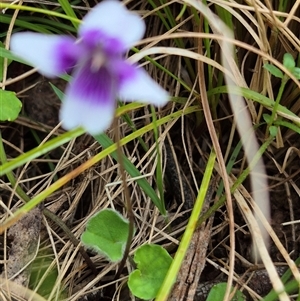 Viola hederacea at Monga, NSW - 28 Nov 2024 10:34 AM