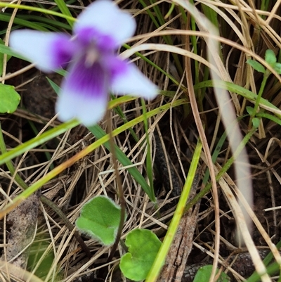 Viola hederacea (Ivy-leaved Violet) at Monga, NSW - 27 Nov 2024 by clarehoneydove