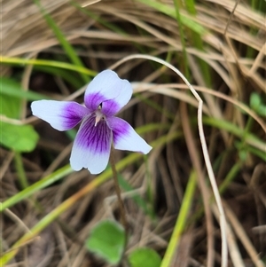 Viola hederacea at Monga, NSW - 28 Nov 2024 10:34 AM