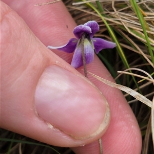 Viola hederacea at Monga, NSW - 28 Nov 2024 10:34 AM