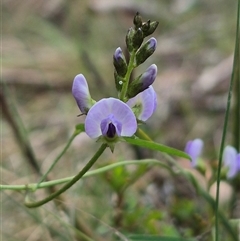 Glycine clandestina (Twining Glycine) at Monga, NSW - 28 Nov 2024 by clarehoneydove