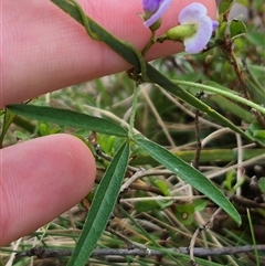 Glycine clandestina at Monga, NSW - 28 Nov 2024 10:33 AM