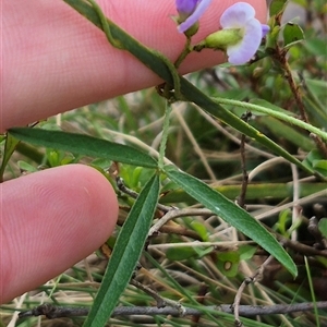 Glycine clandestina at Monga, NSW - 28 Nov 2024 10:33 AM