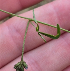 Glycine clandestina at Monga, NSW - 28 Nov 2024 10:33 AM