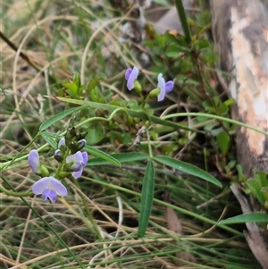 Glycine clandestina at Monga, NSW - 28 Nov 2024 10:33 AM